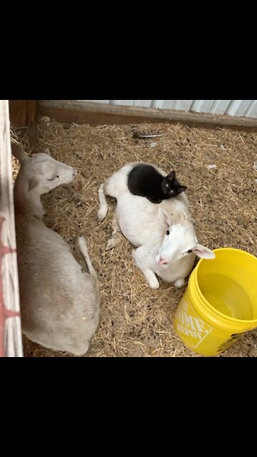 Laziest Barn Cat in the World!