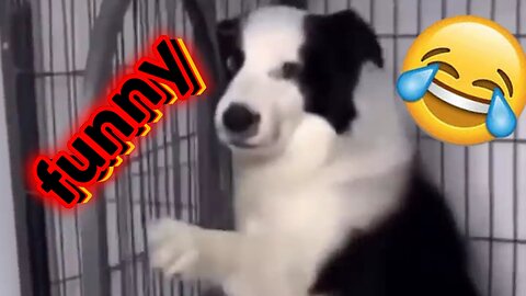 Funny clip of animals