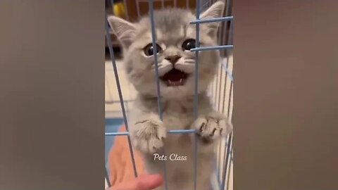 Funny Animals 2023 Funny Cats and Dogs Videos Part 1