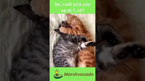 Send this to someone who likes you #shorts #marshvocado #petsoftiktok #catsoftiktok #fyp #trending