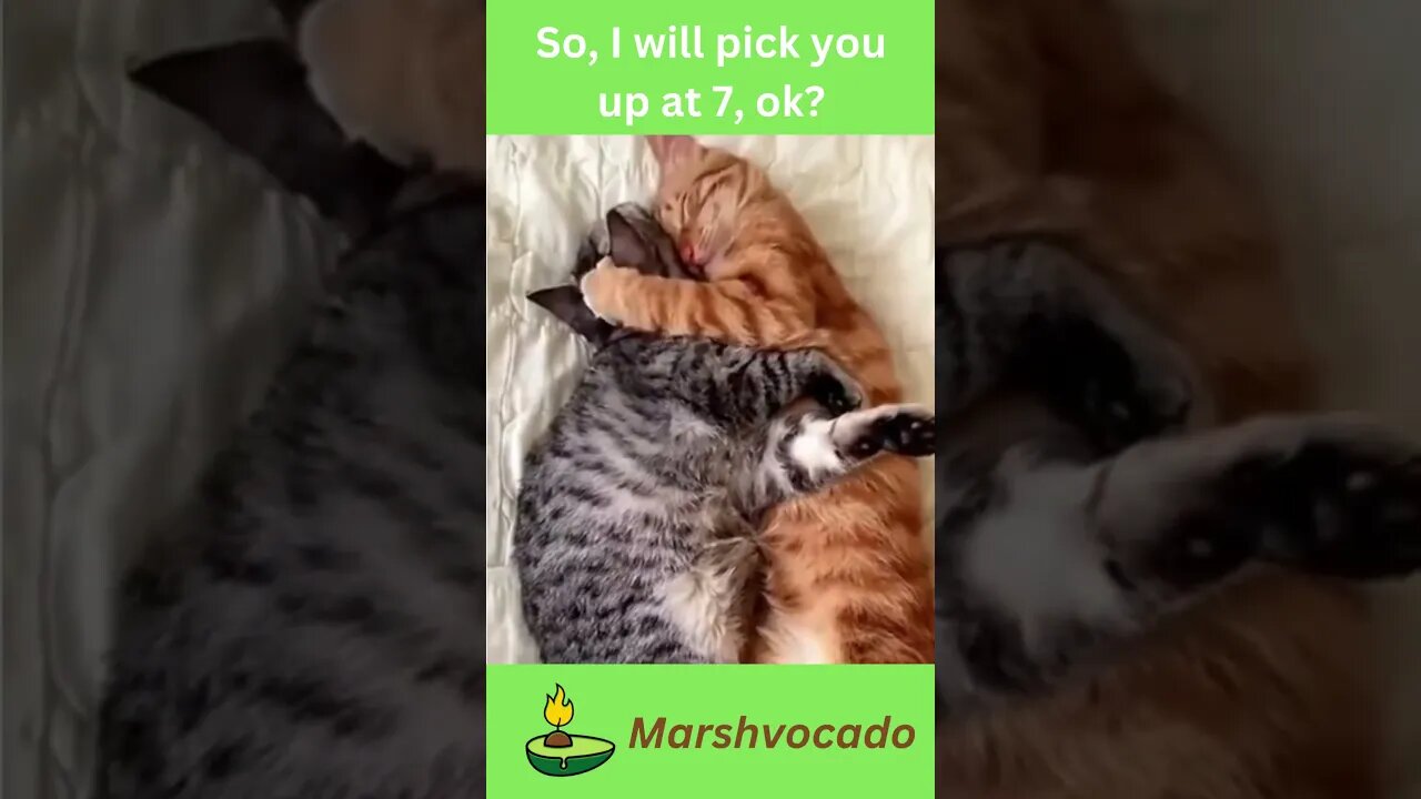 Send this to someone who likes you #shorts #marshvocado #petsoftiktok #catsoftiktok #fyp #trending