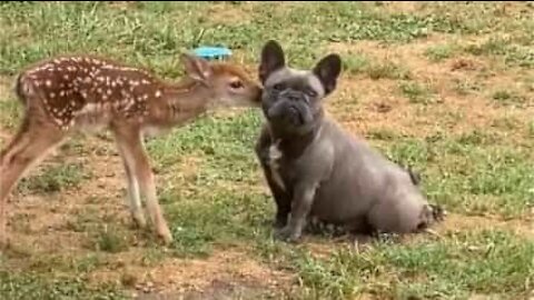 Bulldog and baby deer forge cute friendship