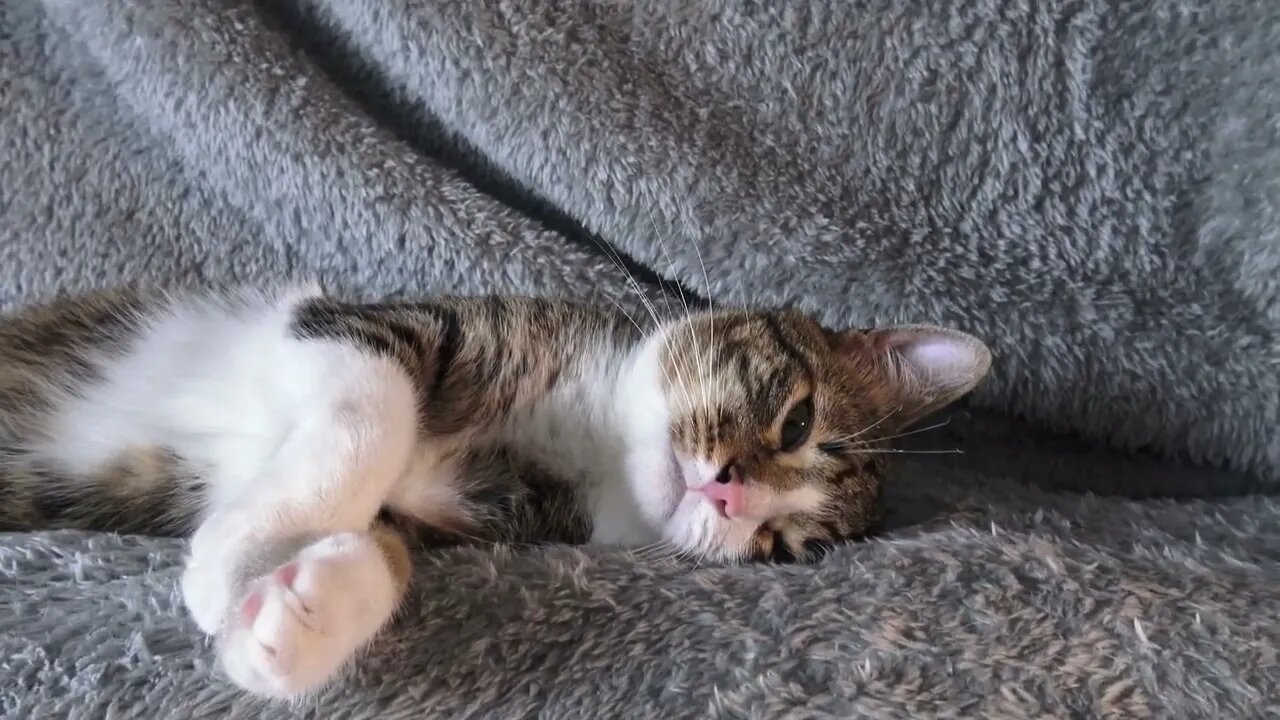 Cat Wakes up when I Turn the Light on