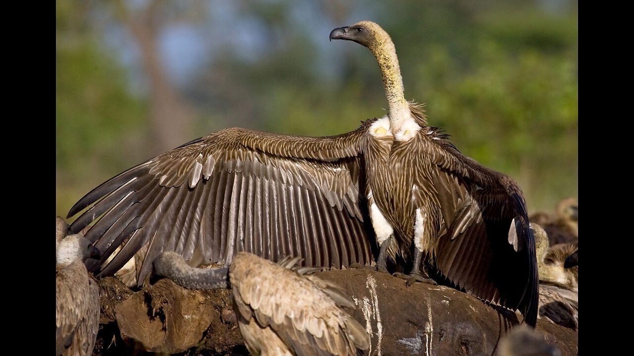 USA to The Gambia Update/ Huge African Birds