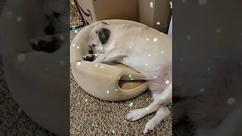 LAZY DAY GIZMO