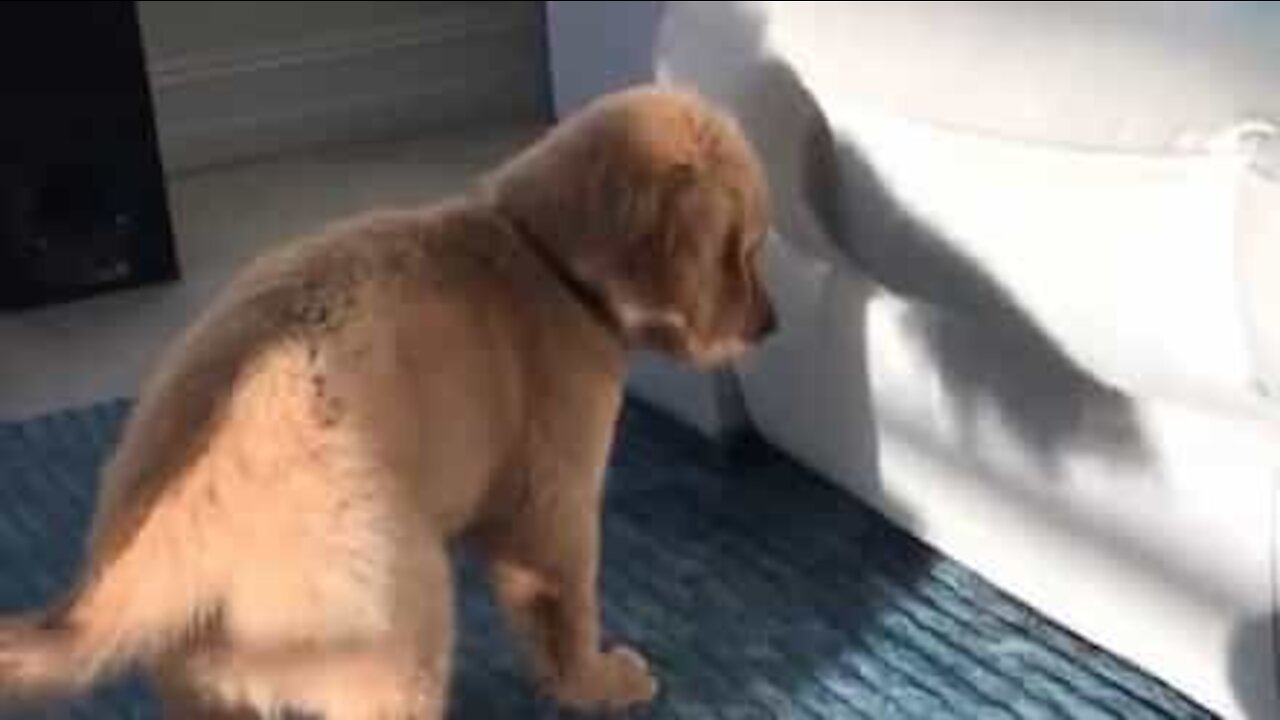 Puppy mesmerized by tail-wagging shadow!