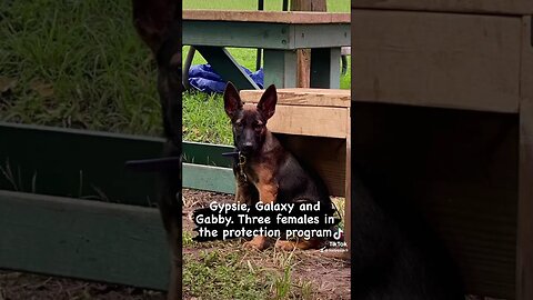 Three females started their Protection Training last week. Amazing pups. #malinoislovers