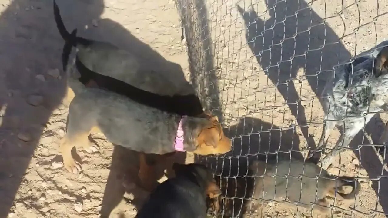 Baby Brownie and Bear play with Harley