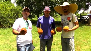 Emater vista produtores de Hortifruti em Alta Floresta D´Oeste Ro