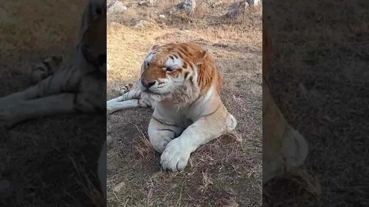 Big cute cat sneezing alot #shorts