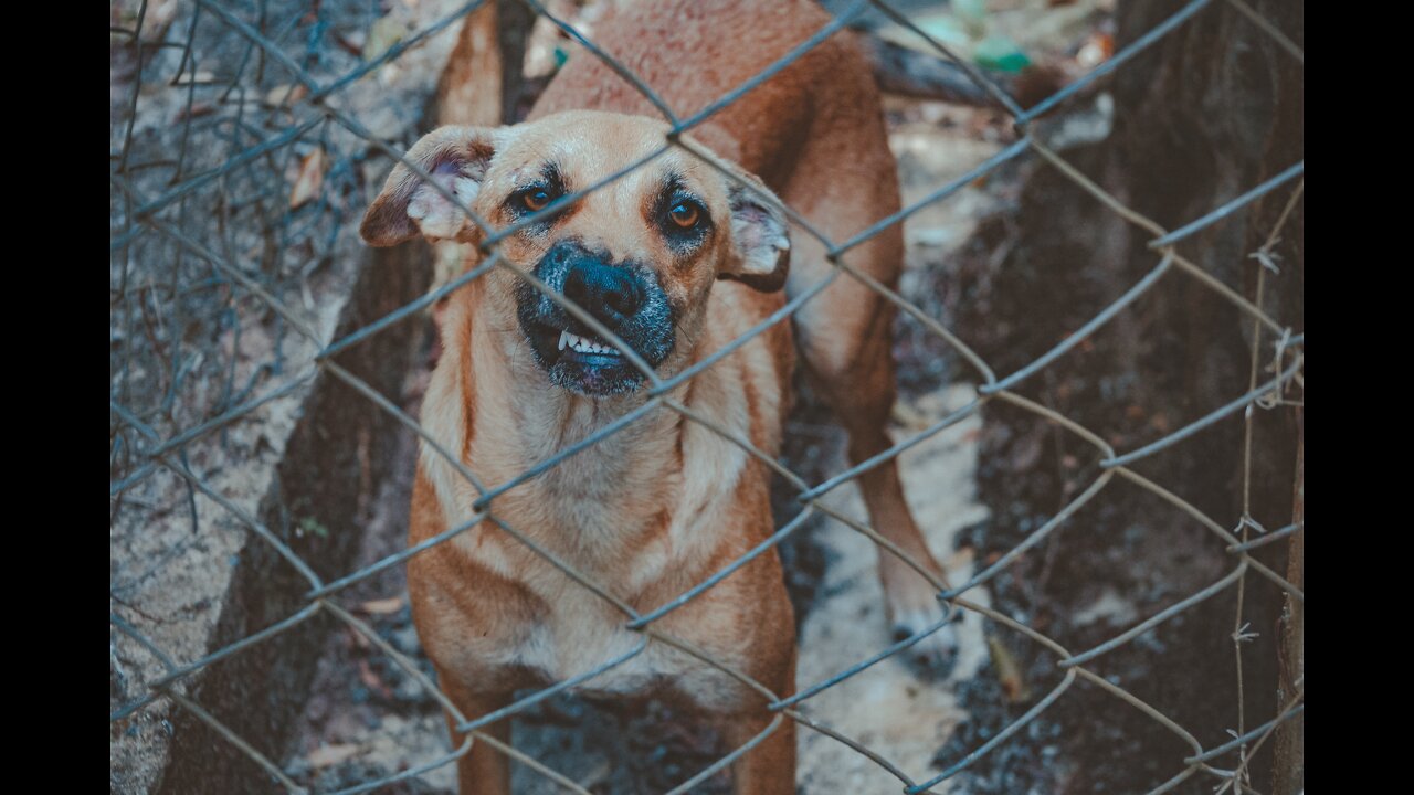 Guard Dog Training Step by Step!