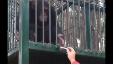 THE APE SMOKES A MAN-MADE CIGARETE FUNNY VIDEO