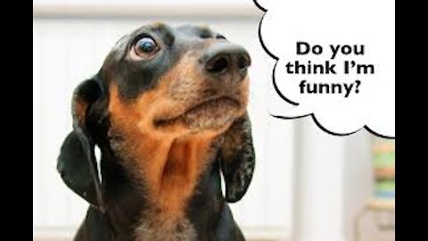 Funny dog complications.