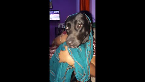 Dogs fighting for love