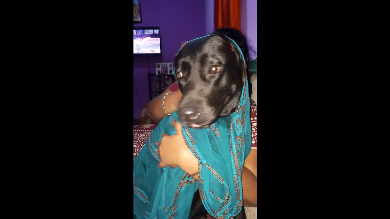 Dogs fighting for love