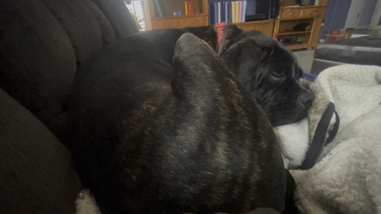 Queen Sophia Kay of the South AKC 😴 snoring after ice skating