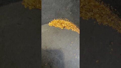 Sluicing 10 buckets of gravel for gold!