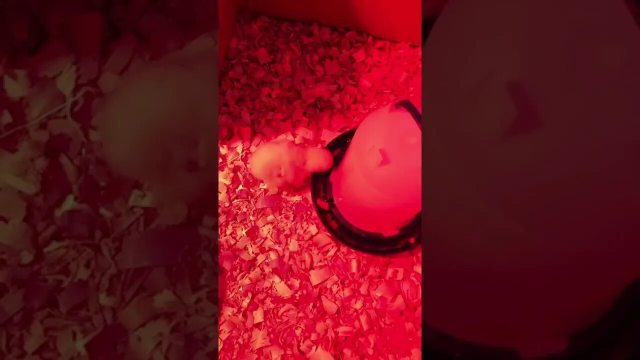 Baby chicken drinking water