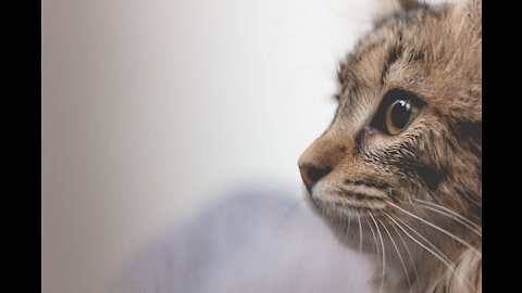 Tiny Kitten Runs Out Of Bushes To Her New Mom
