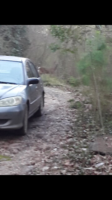 Zombie Deer Virus is back