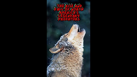 The Rise and Fall of North America's Legendary Predators