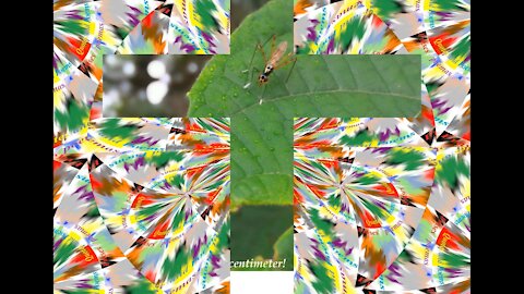 You think you're God, but actually you are just a little bug in front of him! [Quotes and Poems]