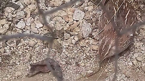 Codorna comendo minhoca