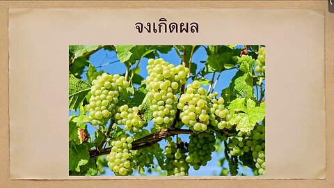 เทศนาในวันสะบาโตที่ 17 กุมภาพันธ์ 2024 "จงเกิดผล"