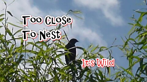 Too Close To Nest - It's Wild