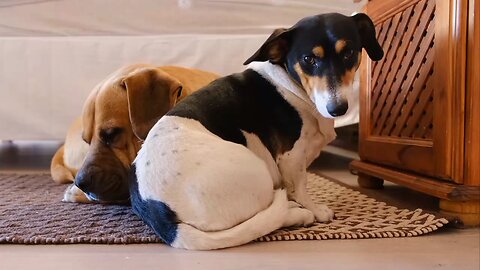 baby dogs 🐶