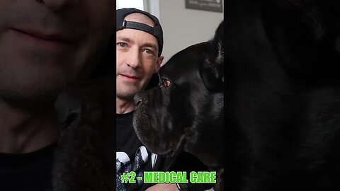 Monthly COST To Own a Cane Corso #shorts #dog