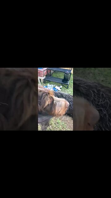 One of the reasons we take out Pocupines at the ranch. #shorts