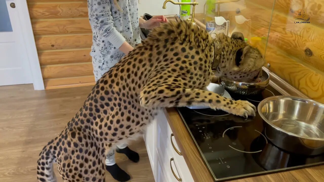 Cheetah Gerda steals meat!