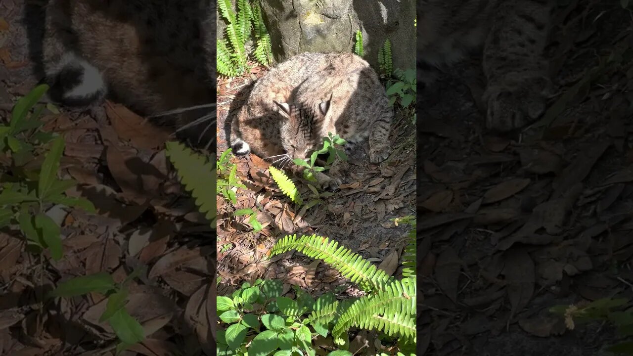 #262 Morning Sunshine + Bathing Bobcat = Tranquility