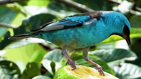 The Blue Dacnis is a species of bird in the Thraupidae family💙🐦