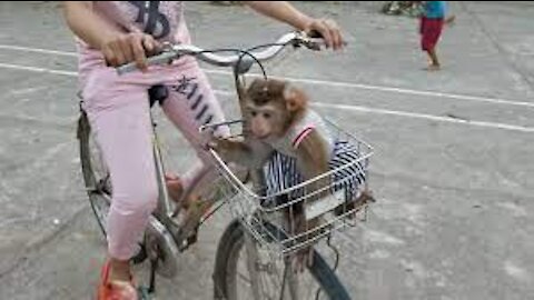 Baby monkey gets desperate when its owner hides from it