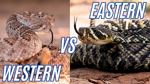 MIND-BLOWING Rattlesnake Secrets Revealed Eastern Diamondback vs Western Diamondback