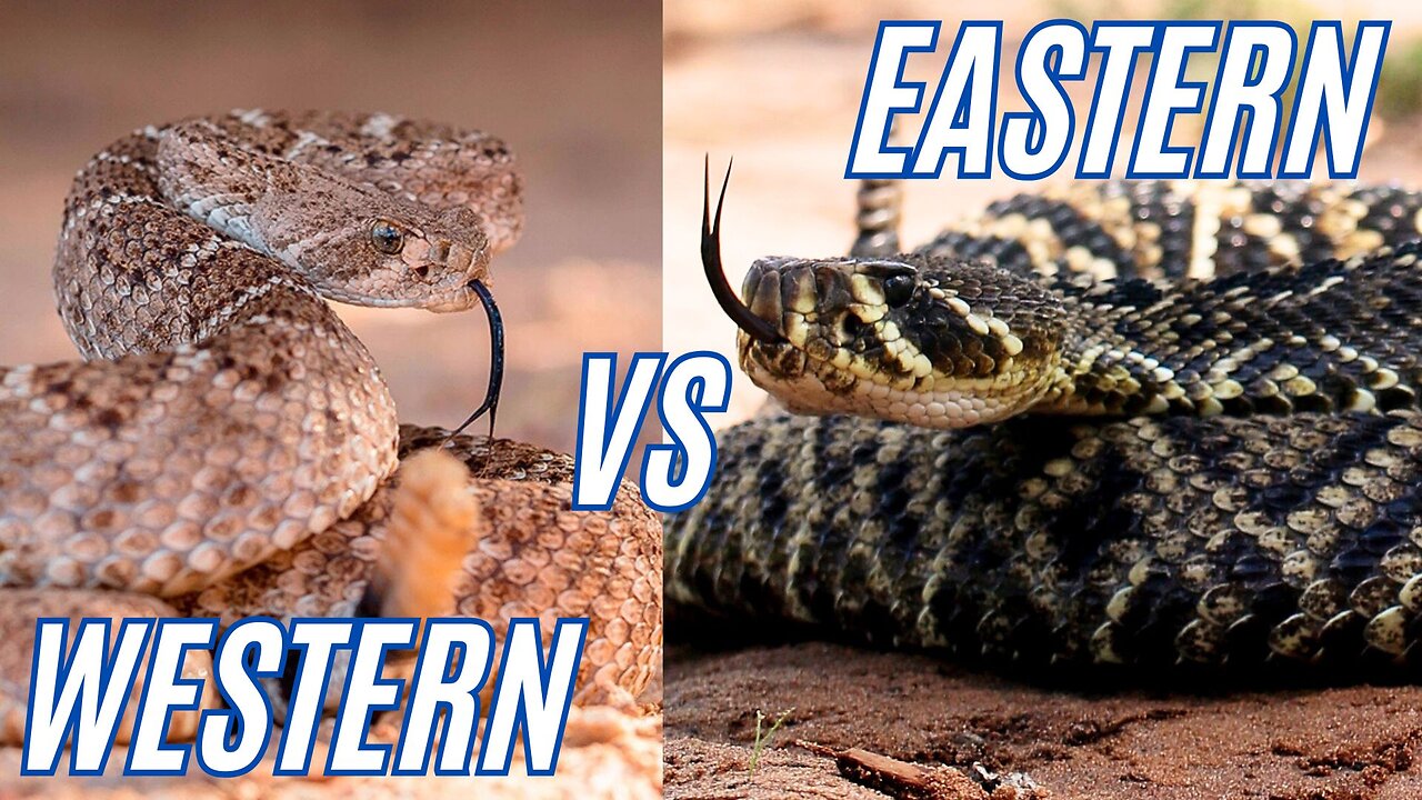 MIND-BLOWING Rattlesnake Secrets Revealed Eastern Diamondback vs Western Diamondback