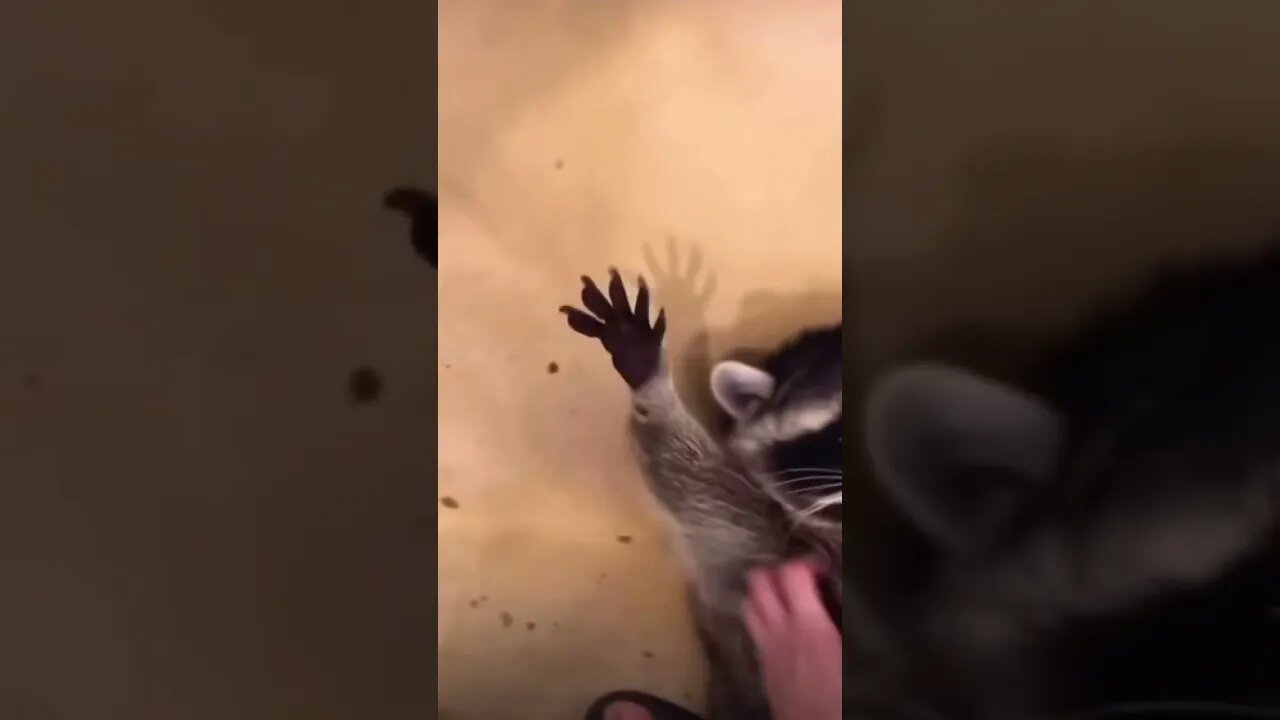 Pure happiness.. ❤️ #shorts #viral #subscribe #animals #memes