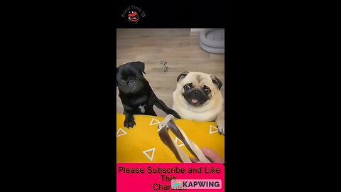 Pet Animals Funny Videos