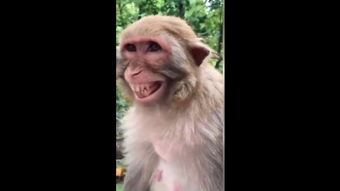 Best Funny Animals Videos of the year (2021)