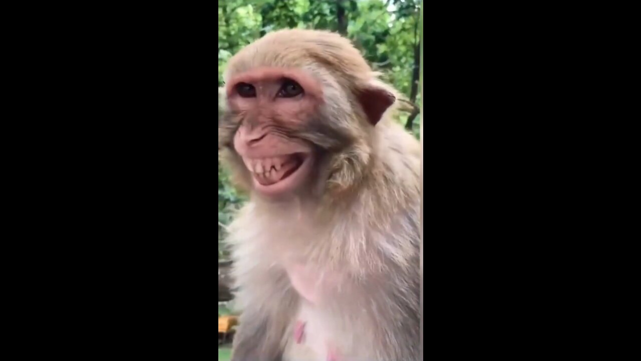 Best Funny Animals Videos of the year (2021)