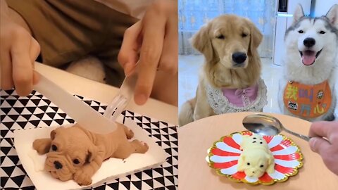 Dog Reaction to Cutting Cakes - Funny Dog Cake Reaction Compilation