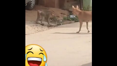 Surprise the dog with playful monkey movements