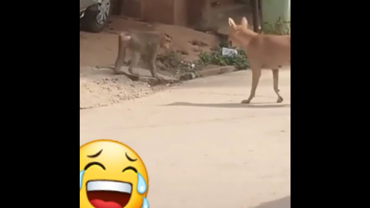 Surprise the dog with playful monkey movements