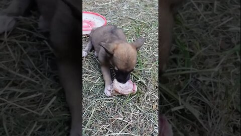 Укрепляем зубы щенкам