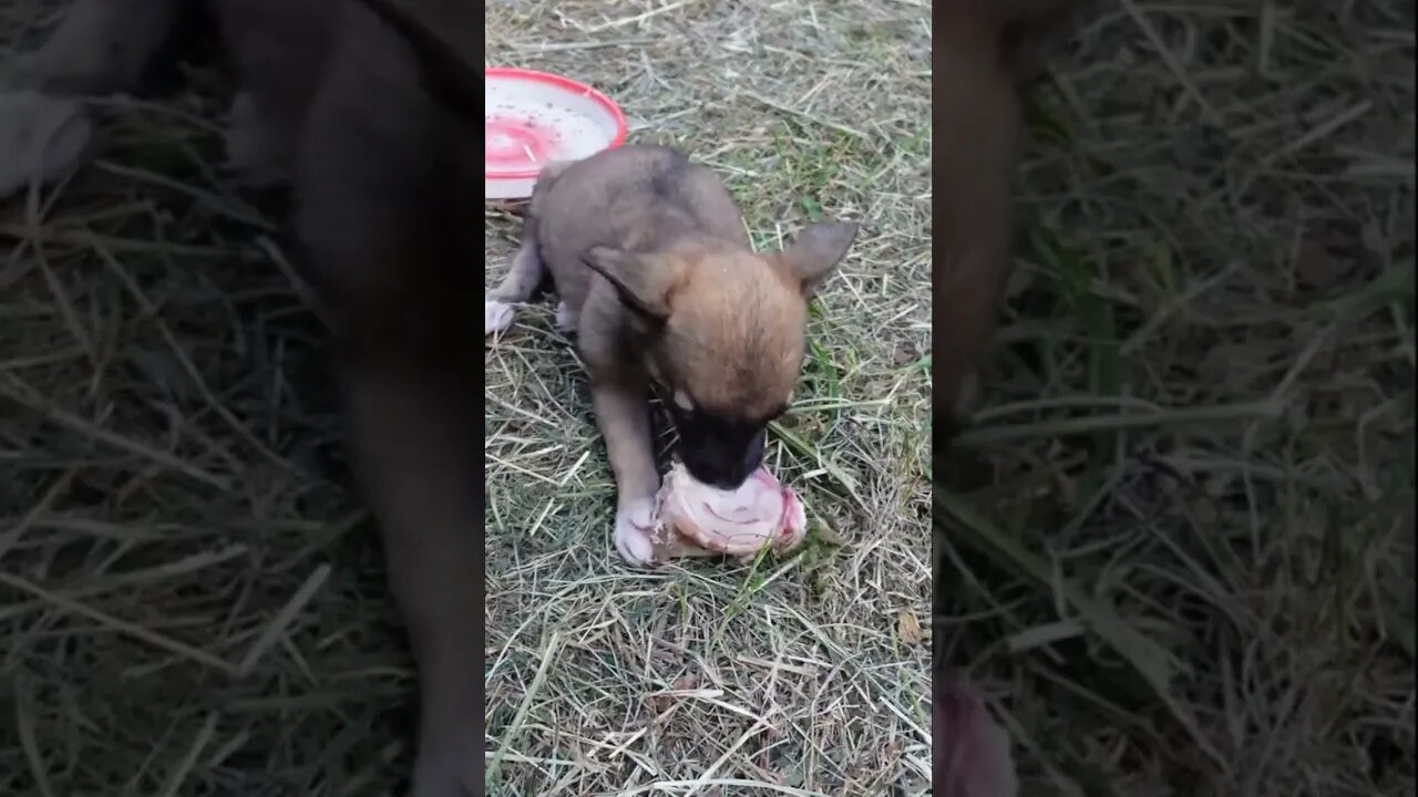 Укрепляем зубы щенкам