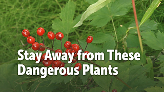 Stay Away from These Dangerous Plants