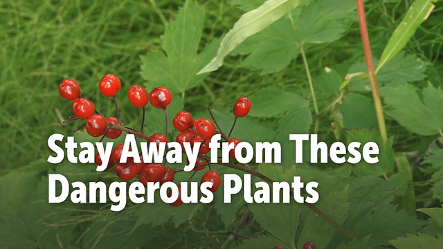 Stay Away from These Dangerous Plants