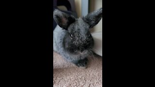 Adorable Baby Bunny Close Up